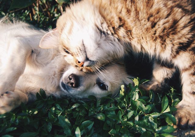 Storm Preppers - How to Make a Pet Emergency Kit