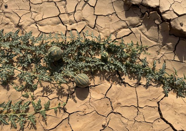 Storm Preppers - NOAA Says El Nino is Coming This Summer